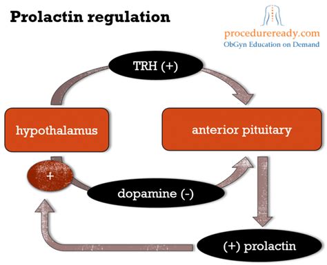 trh prolactin|trh effect on prolactin.